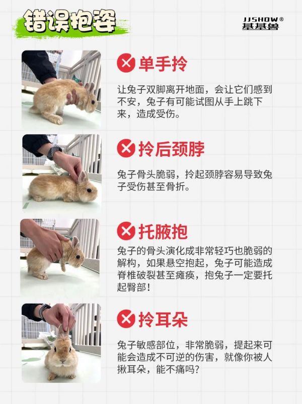 宠物兔要怎么养,宠物兔要怎么养才能养活