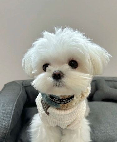 西安靠谱小型犬犬舍推荐