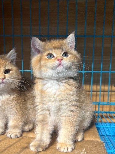 西安靠谱选猫在这里！！