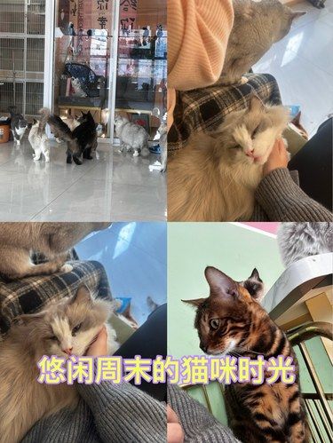 悠闲周末的猫咪时光