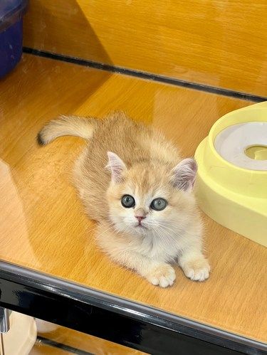西安高新｜喵星乐园 有超多可爱的小猫猫！！