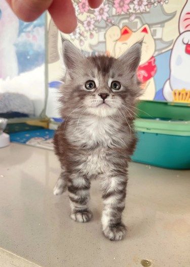 温柔的巨人，缅因猫