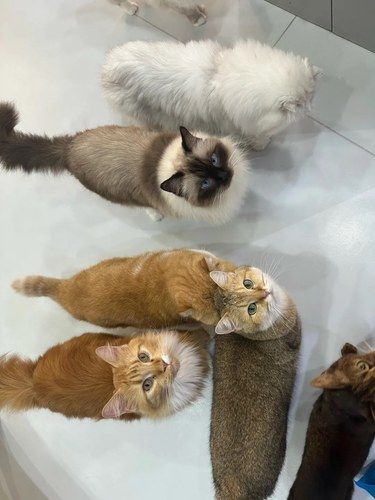 快来数数有多少只猫猫