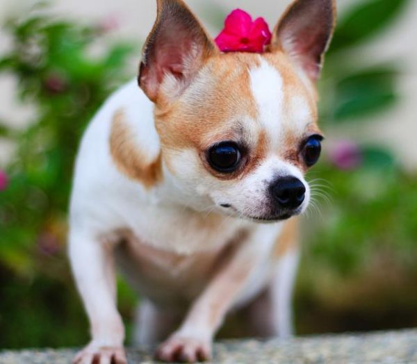 几种好养活的宠物犬