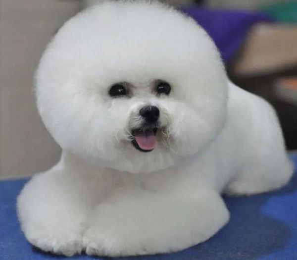 几种好养活的宠物犬