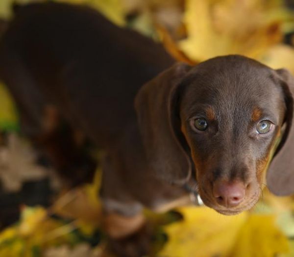 几种好养活的宠物犬