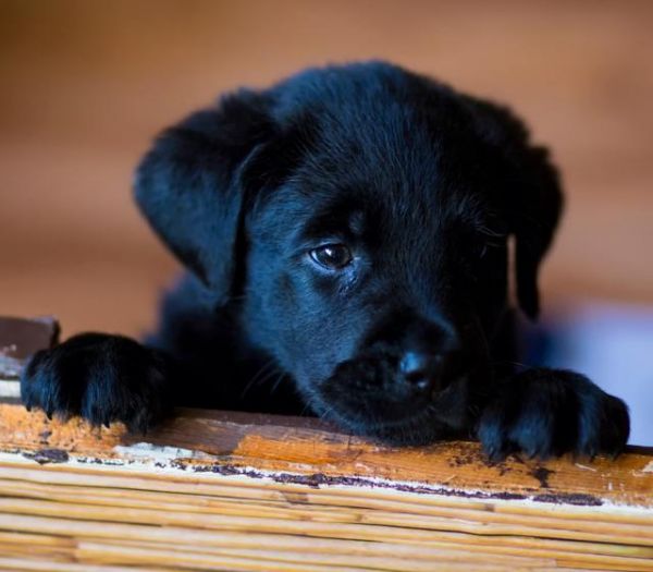 几种好养活的宠物犬