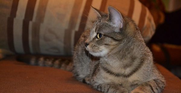 蜜袋鼯能吃猫条吗，宠物推荐蜜袋鼠猫粮