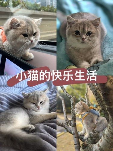 开车带毛孩子去兜风啦！
