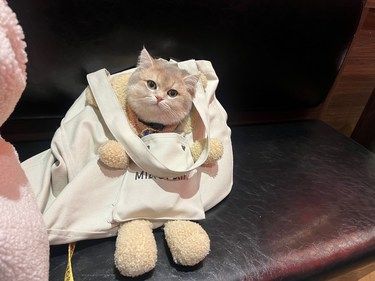 圆滚滚猫球来袭