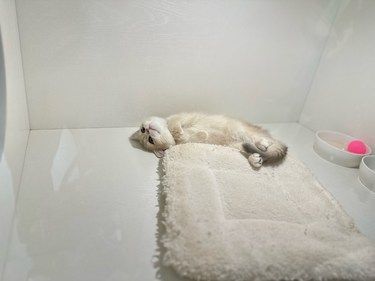 猫咪天地～宠物乐园