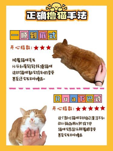 撸猫秘籍！九式让猫咪爽翻天