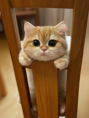 一看就是很乖的小猫猫