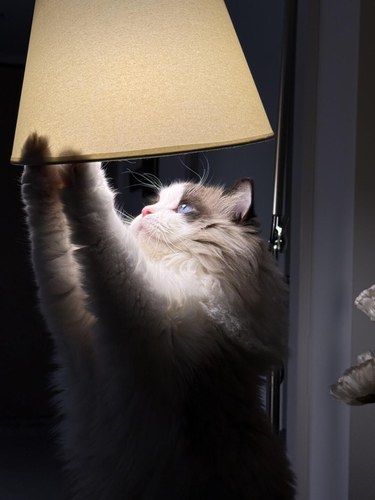 不小心给小猫拍到了人生照片