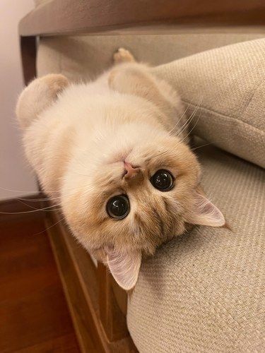 有些小猫天生就要被人类亲鼠![偷笑]