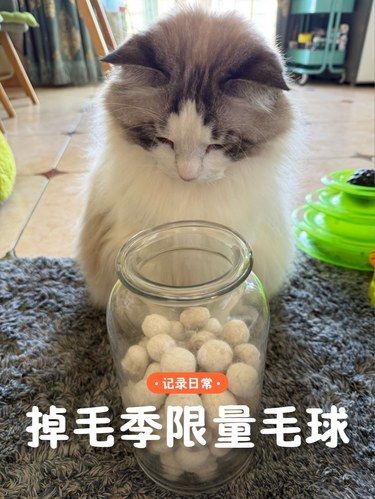 春天又到掉毛季，戳成毛球秒变小玩具~