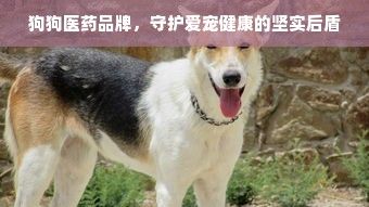 狗狗医药品牌，守护爱宠健康的坚实后盾