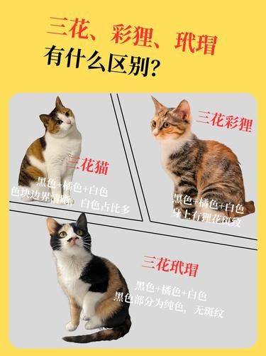 一文搞懂三花、彩狸、玳瑁的不同之处✨