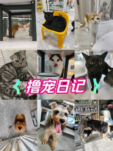 门头沟养宠人不可不知的“宠物美容院”[拥抱]