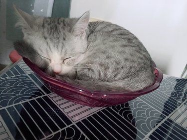 哈吉米洗完澡睡的好香