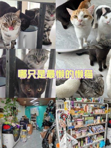 谁是懒猫比拼大赛