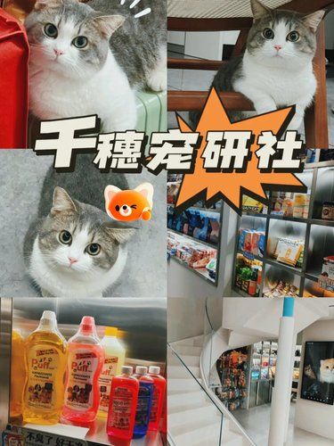 宝藏宠物店，萌宠的梦幻天地 