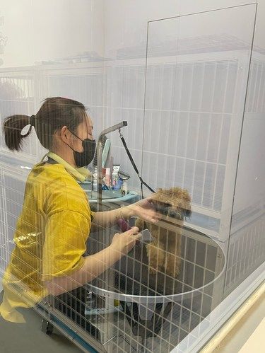 狗子又香了