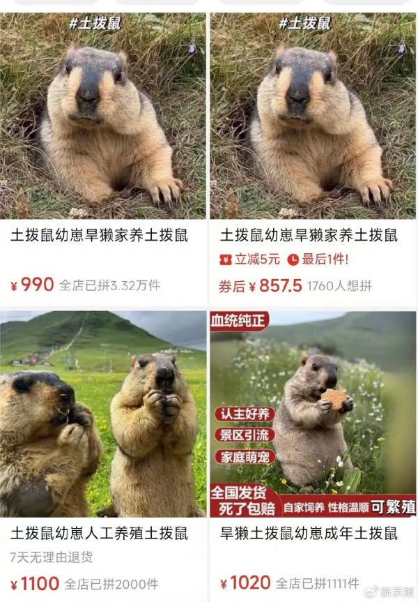 在电商平台上,土拨鼠的售价通常在数百元到上千元不等。 图源:电商平台页面截图