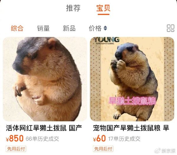 有商家在某电商平台上售卖活体土拨鼠。 图源:电商平台页面截图