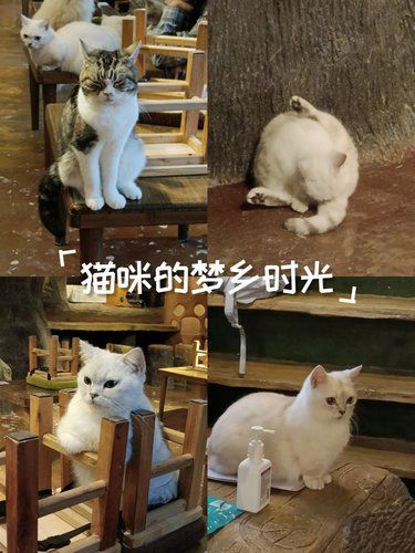 哈基米哈基米