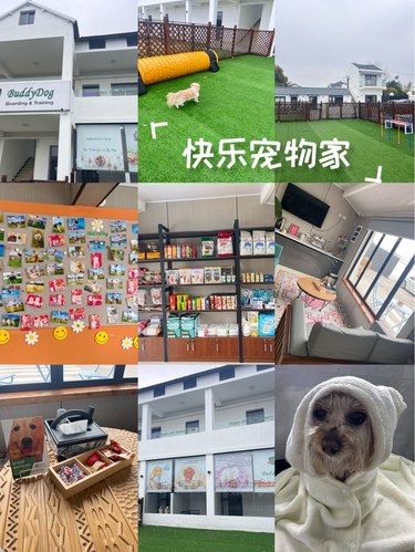 五星推荐！新场这家宝藏萌宠欢乐屋