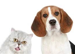 猫狗有泪痕怎么办?五大方法要牢记!