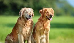金毛犬标准体重是多少斤?长不胖该怎么办?