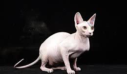 常见宠物猫大全:价格、分类、简介