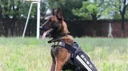警犬,它有资格被称之为同志,它的前半生都在为人民奉献