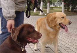 拉布拉多犬和金毛犬,哪一种更适合家庭饲养?