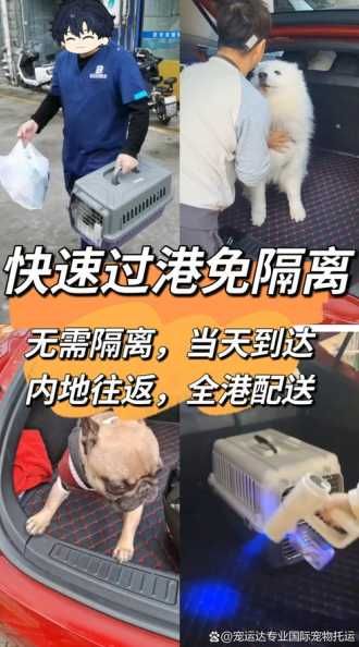 香港留学带宠物回国，宠物入境中国需要哪些手续？如何办理？ 第1张