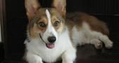 柯基犬标准体重 重要的因素是骨骼结构