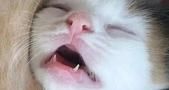 猫咪牙齿的秘密