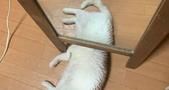 五足猫你见过吗？新物种出现了！