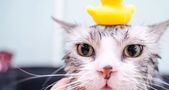 如何自己在家给猫咪洗澡？学会这三招轻松搞定