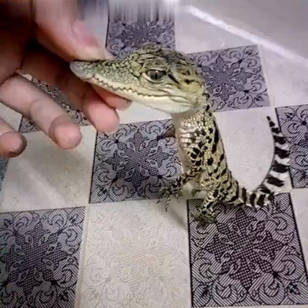 小鳄鱼宠物
