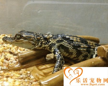 宠物鳄鱼怎么养 可以选择鱼缸和整理箱