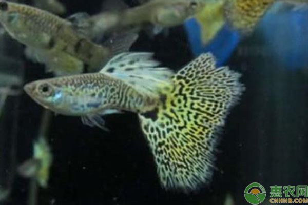 孔雀鱼的正确饲养方法-图片版权归惠农网所有