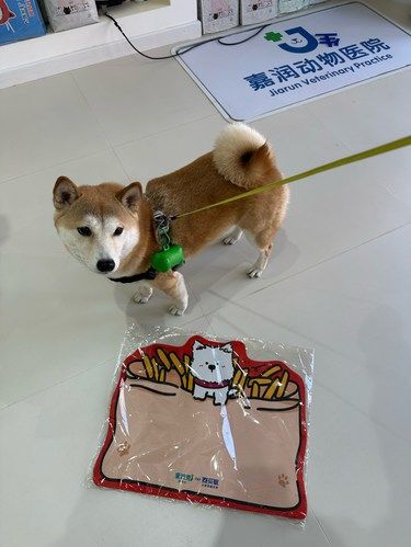带着毛孩子体检的一天
