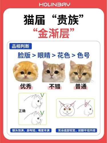 新手必看！金渐层挑选秘籍