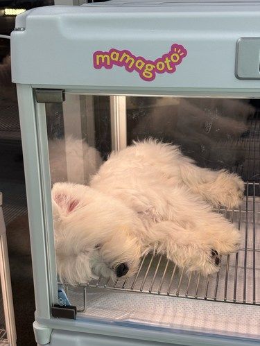 狗子困了，哈哈哈哈