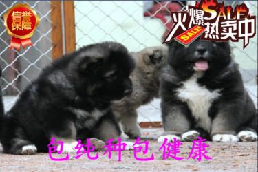  超大骨架巨型高加索来袭 包纯种包健康 