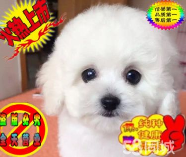 【出售】毛色佳品相好比熊 纯种卷毛雪白比熊幼犬