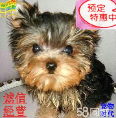 【约克夏、三针做齐、可送货上门】保纯种健康签协议